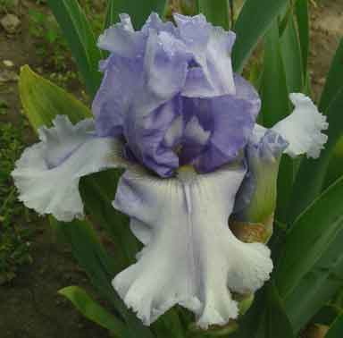 Bottom's Up TB Iris